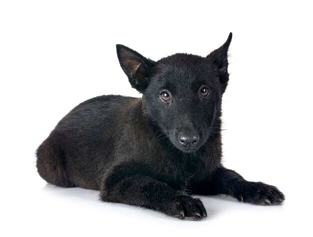 joven Schipperke frente al fondo blanco