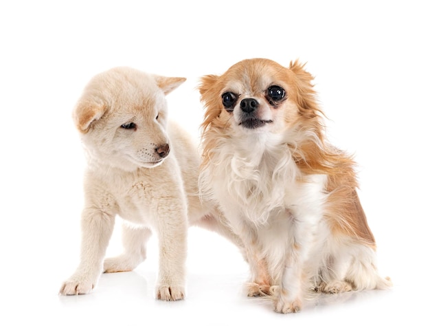 joven shiba inu y chihuahua