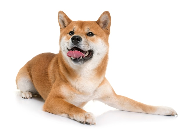 joven shiba inu