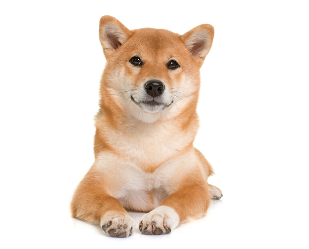 joven shiba inu