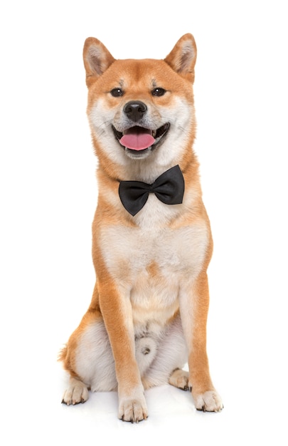 joven shiba inu