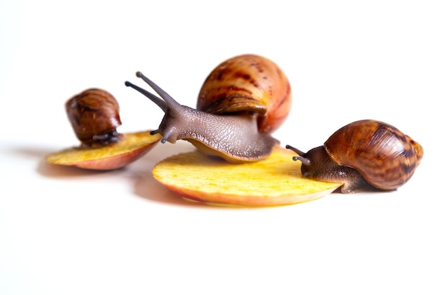 Foto una joven snail arhahatina marginata se come una manzana negra