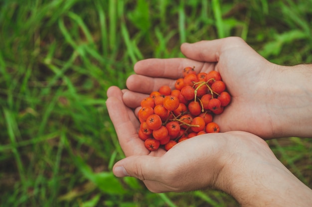 Joven sosteniendo un ashberry en sus manos, las manos del hombre sosteniendo un montón de bayas maduras Mountain-ash en otoño de cerca.