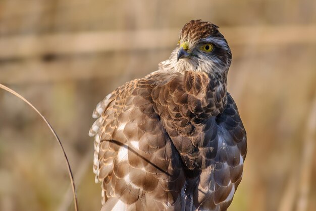 Foto joven sparrowhawk eurasiático accipiter nisus descansando en una rama en el sol