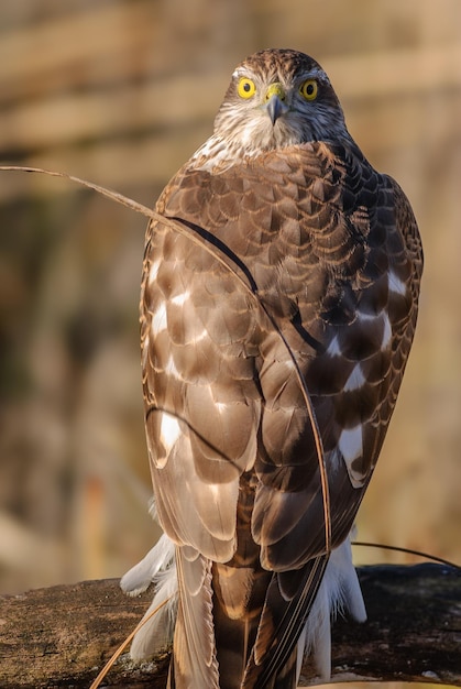 Foto joven sparrowhawk eurasiático accipiter nisus descansando en una rama en el sol