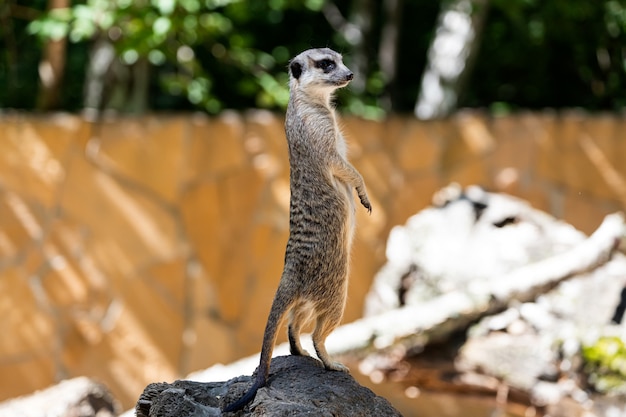 Un joven suricata se para en una piedra