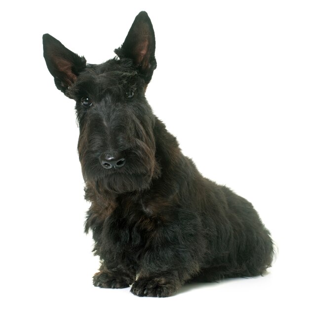 joven terrier escocés