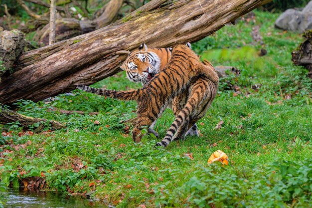 Foto el joven tigre se divierte de mala gana jugando con una pelota tigre siberiano jugando con una pelota