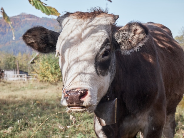 Joven toro en una granja rural.