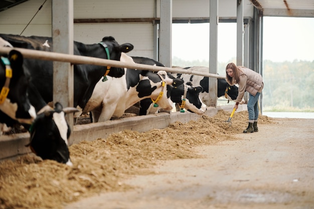 Joven trabajadora de gran granja de animales contemporánea poniendo pienso para vacas por potrero con ganado mientras está de pie en el pasillo