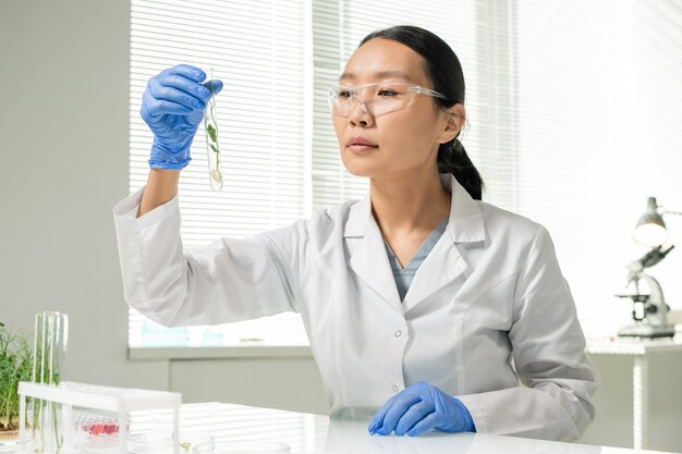 Joven trabajadora de laboratorio asiática en guantes, bata blanca y anteojos protectores mirando el matraz que contiene brotes de soja verdes cultivados en laboratorio