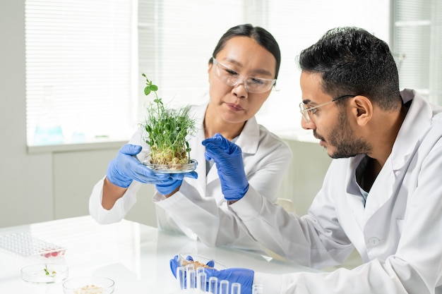 Joven trabajadora de laboratorio en guantes y bata blanca sosteniendo brotes de soja cultivados en laboratorio mientras su colega va a tomar uno