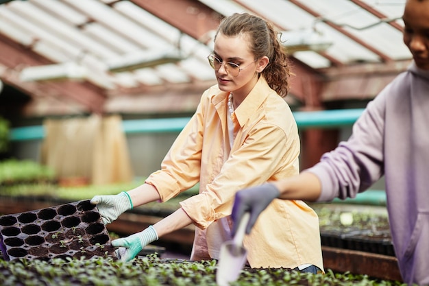 Joven trabajadora seria de plántulas de replantación de invernadero