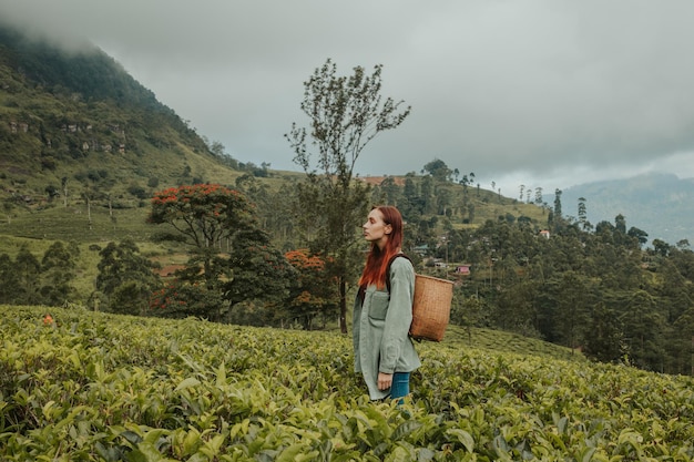 Joven turista en una plantación de té en Sri Lanka recoge té