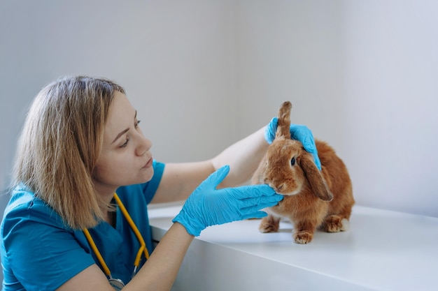 Una joven veterinaria caucásica examinando un conejo rojo