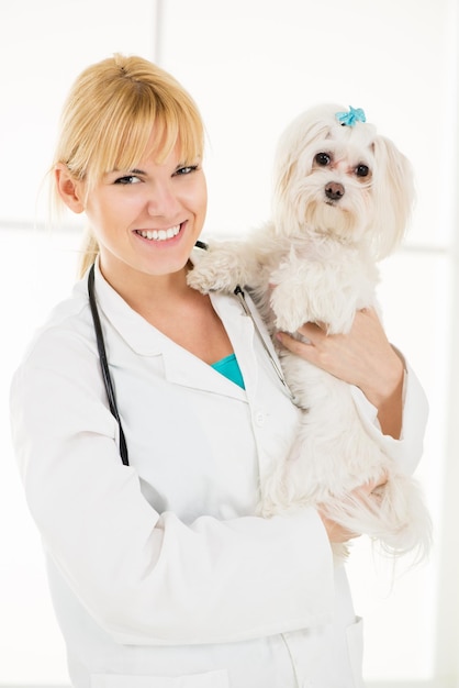 Una joven veterinaria sosteniendo un perro maltés en el consultorio del médico