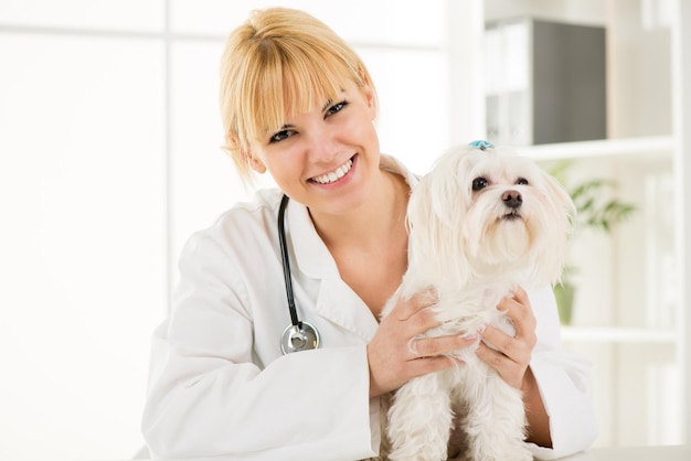 Una joven veterinaria sosteniendo un perro maltés en el consultorio del médico