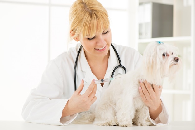 Una joven veterinaria vacunando a un perro maltés en el consultorio del médico