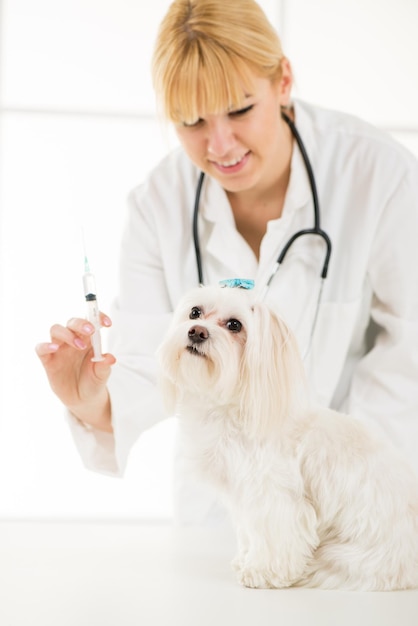 Una joven veterinaria vacunando a un perro maltés en el consultorio del médico