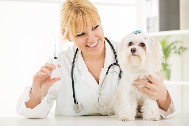 Una joven veterinaria vacunando a un perro maltés en el consultorio del médico