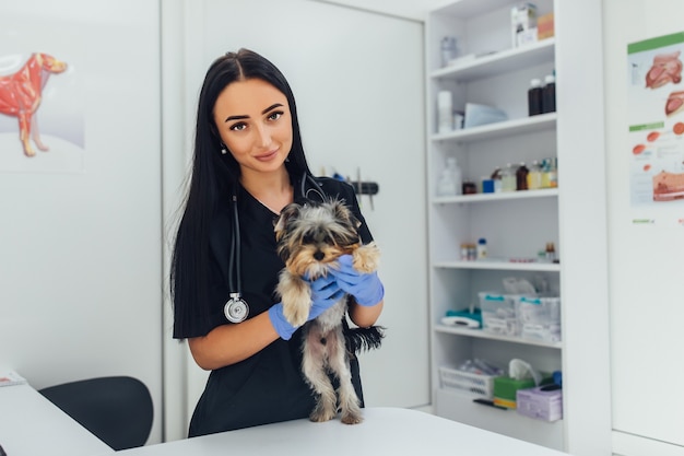 Foto joven veterinario en la clínica examinar con estetoscopio un perro de raza yorkshire terrier