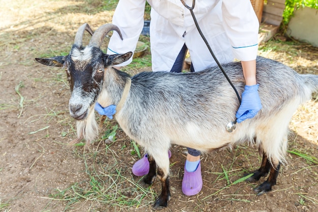 Joven veterinario con estetoscopio sosteniendo y examinando cabra en el fondo del rancho