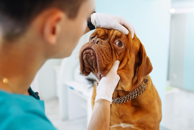 Foto joven veterinario examinando perro en la mesa en la clínica veterinaria medicineanimals cuidado de la salud