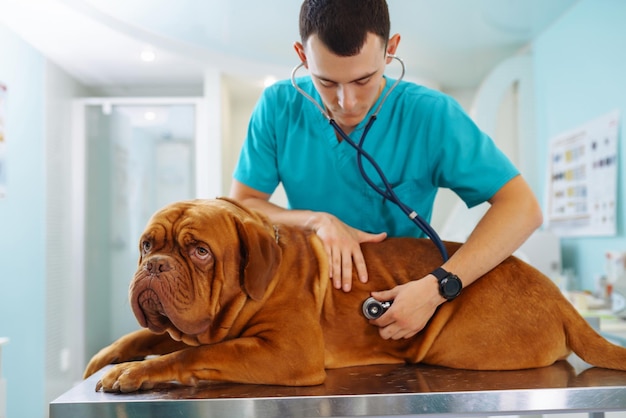 Joven veterinario examinando perro en la mesa en la clínica veterinaria Medicineanimals cuidado de la salud