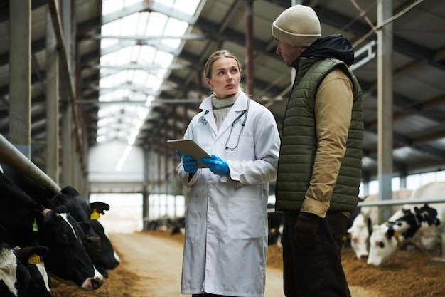 Foto joven veterinario serio con tableta mirando al dueño de la granja de vacas