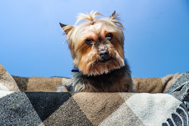 Joven Yorkshire Terrier de exposición