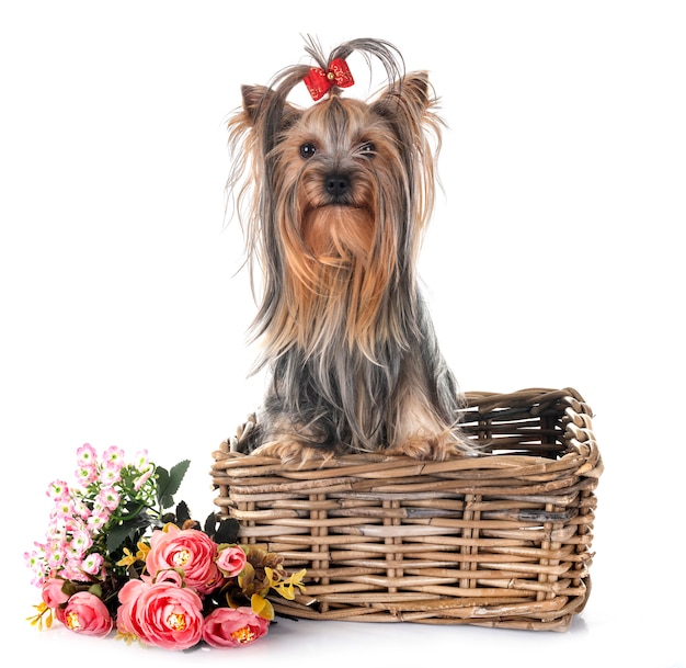 joven yorkshire terrier