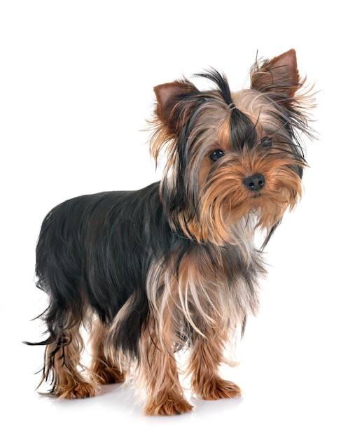 joven yorkshire terrier