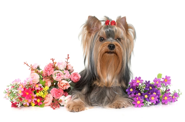 joven yorkshire terrier