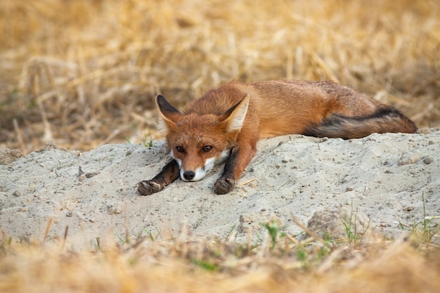 Joven zorro rojo acostado y estirando las piernas en el campo agrícola.