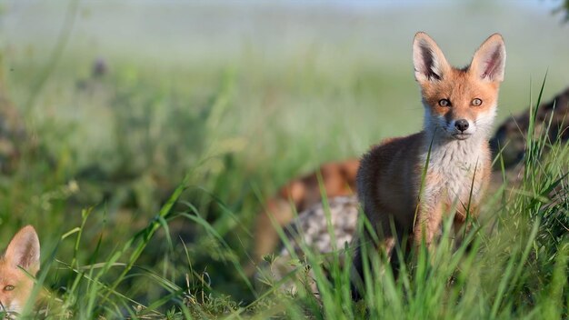 Foto un joven zorro rojo en el campo