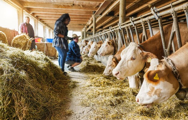 Jóvenes agricultores multirraciales trabajando juntos dentro del establo Enfoque en la cara derecha de la vaca