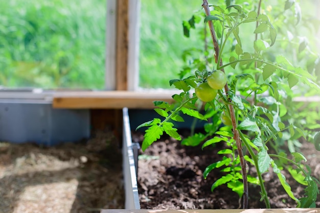 Jóvenes arbustos sanos de tomates verdes crecen en un invernadero en un día soleado