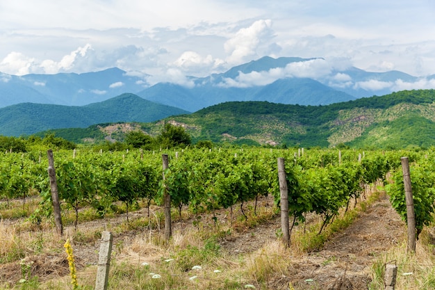 Jóvenes arbustos de uvas en la región vinícola de Kakheti, Valle Alazani. Viñedos de Georgia i