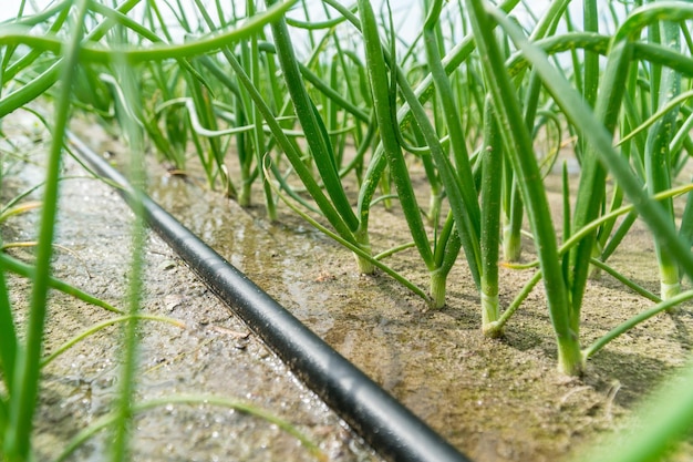 Jóvenes brotes verdes de cebolla que crecen en un campo de regadío