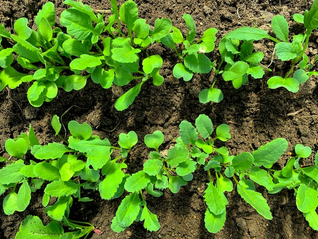 Jóvenes brotes verdes y hojas en la cama en invernadero