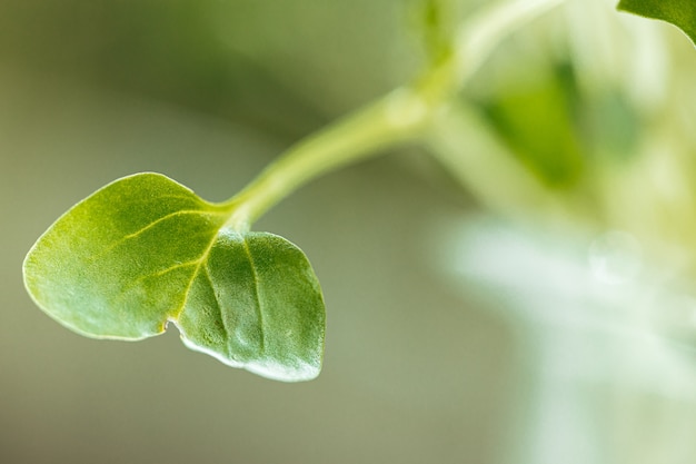 Jóvenes brotes verdes de micro verde cerrar