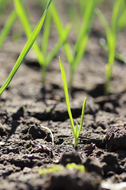 Jóvenes brotes verdes en primavera brota del suelo en un día soleado