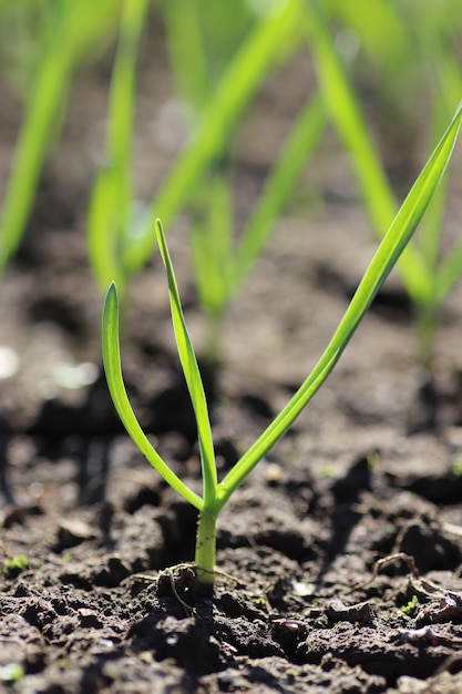 Jóvenes brotes verdes en primavera brota del suelo en un día soleado