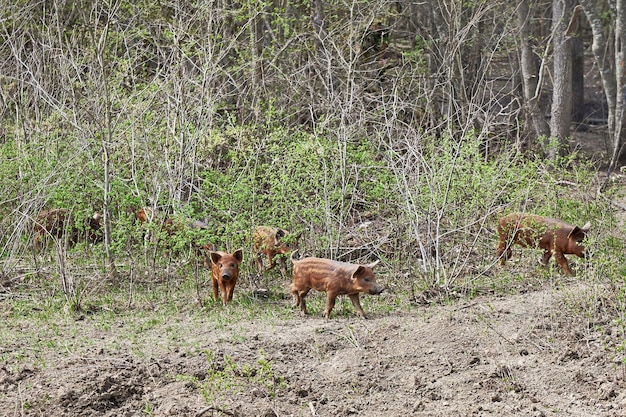 Jóvenes cerdos salvajes