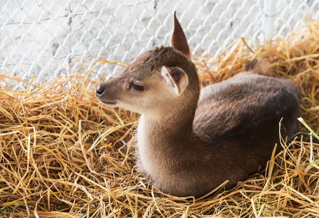 Jóvenes ciervos en el zoológico. Ciervo rojo en el parque nacional.