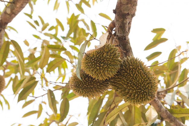 Jóvenes durianos en árbol en Tailandia