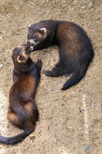 Jóvenes europeos Polecats (Mustela putorius) jugando bajo el sol