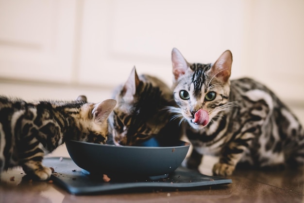 Jóvenes gatitos bengalíes comiendo juntos Cría de gatos en casa