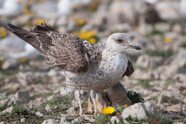 Jóvenes gaviotas cerca de los acantilados