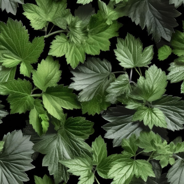 Foto jovenes hojas verdes de arbusto de grosella negra en el fondo gris de la tierra ilustración generativa de ia